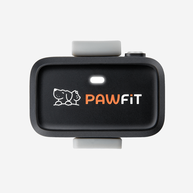 Pawfit GPS location tracker for Cats with activity monitoring